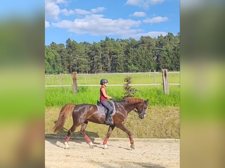 Bayerisches Warmblut Wallach 14 Jahre 182 cm Dunkelfuchs in Thyrnau