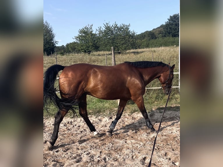 Bayerisches Warmblut Wallach 15 Jahre 163 cm Brauner in Illingen