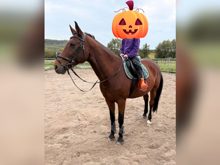 Bayerisches Warmblut Wallach 15 Jahre 163 cm Brauner in Illingen