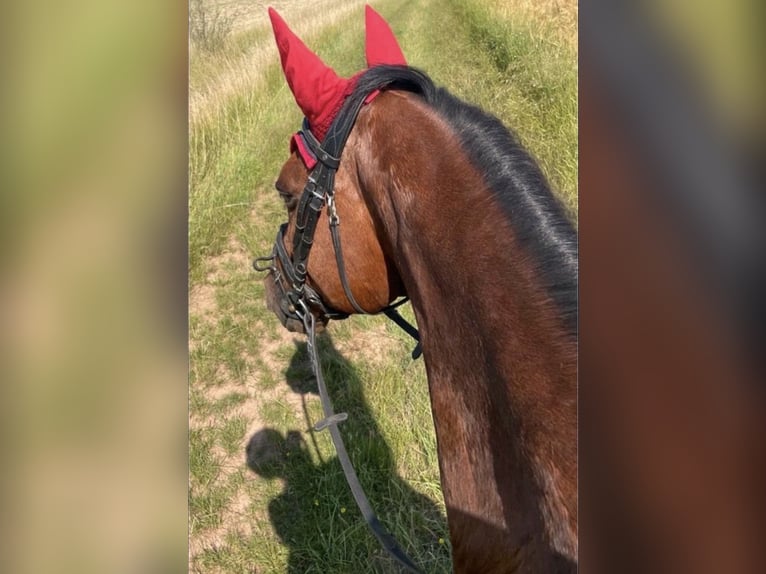 Bayerisches Warmblut Wallach 15 Jahre 163 cm  in Illingen