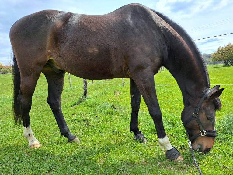 Bayerisches Warmblut Wallach 15 Jahre 165 cm Brauner in Hofheim am Taunus