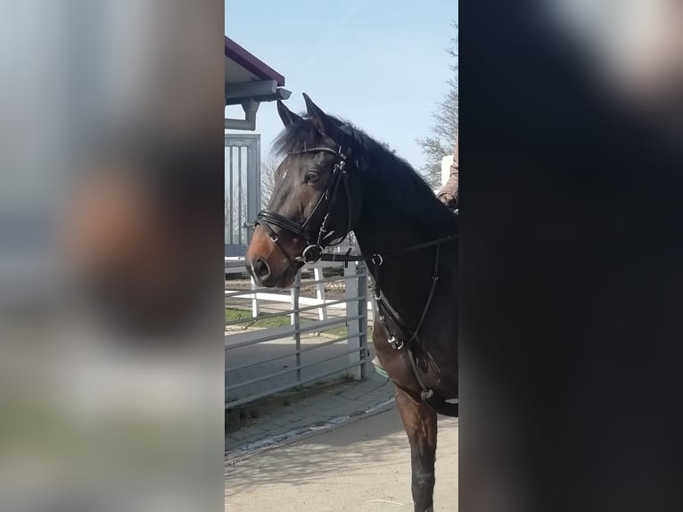 Bayerisches Warmblut Wallach 15 Jahre 165 cm Brauner in Hofheim am Taunus