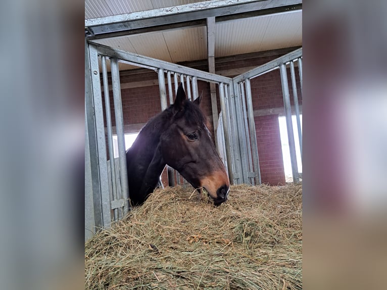 Bayerisches Warmblut Wallach 15 Jahre 165 cm Brauner in Hofheim am Taunus