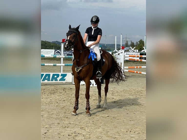 Bayerisches Warmblut Wallach 15 Jahre 166 cm Fuchs in Meschede