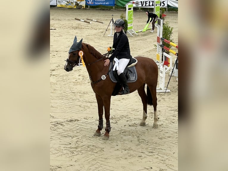 Bayerisches Warmblut Wallach 15 Jahre 166 cm Fuchs in Meschede