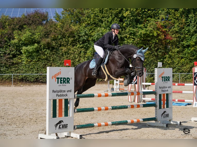 Bayerisches Warmblut Wallach 15 Jahre 167 cm Rappe in Thierhaupten