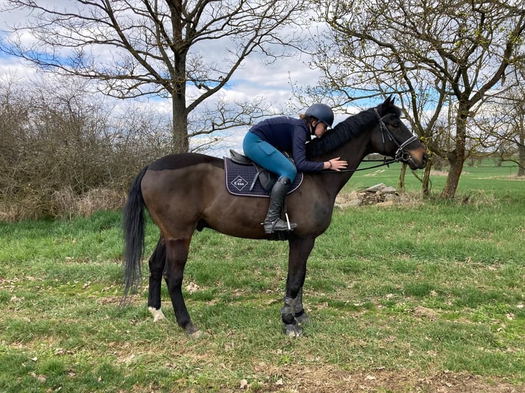 Bayerisches Warmblut Wallach 15 Jahre 169 cm Dunkelbrauner in Praha