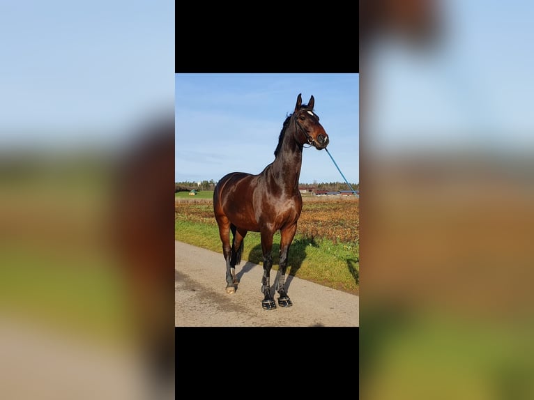 Bayerisches Warmblut Wallach 15 Jahre 170 cm Brauner in Jettingen