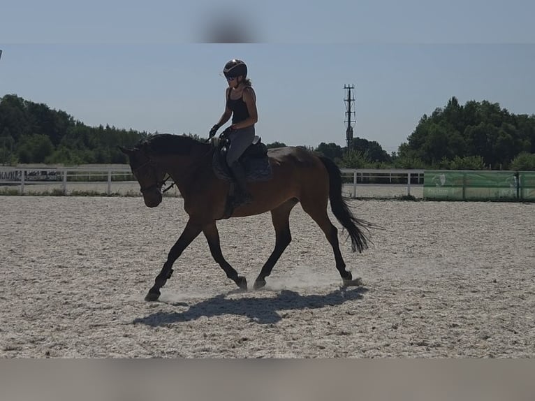 Bayerisches Warmblut Wallach 15 Jahre 170 cm Dunkelbrauner in Grzmiąca