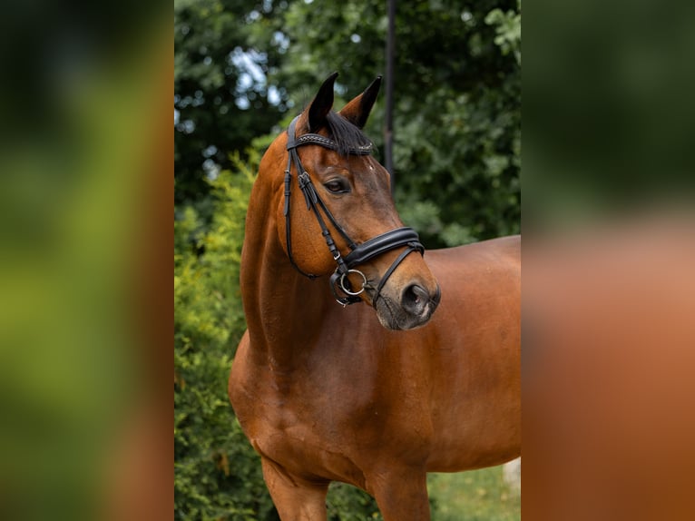 Bayerisches Warmblut Wallach 15 Jahre 170 cm Dunkelbrauner in Grzmiąca