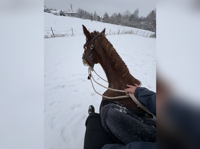 Bayerisches Warmblut Wallach 15 Jahre 170 cm Fuchs in Rickenbach
