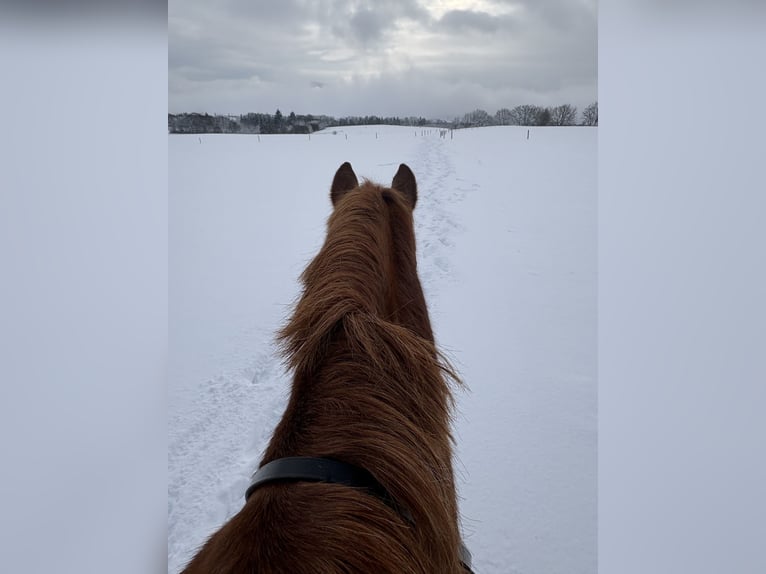 Bayerisches Warmblut Wallach 15 Jahre 170 cm Fuchs in Rickenbach