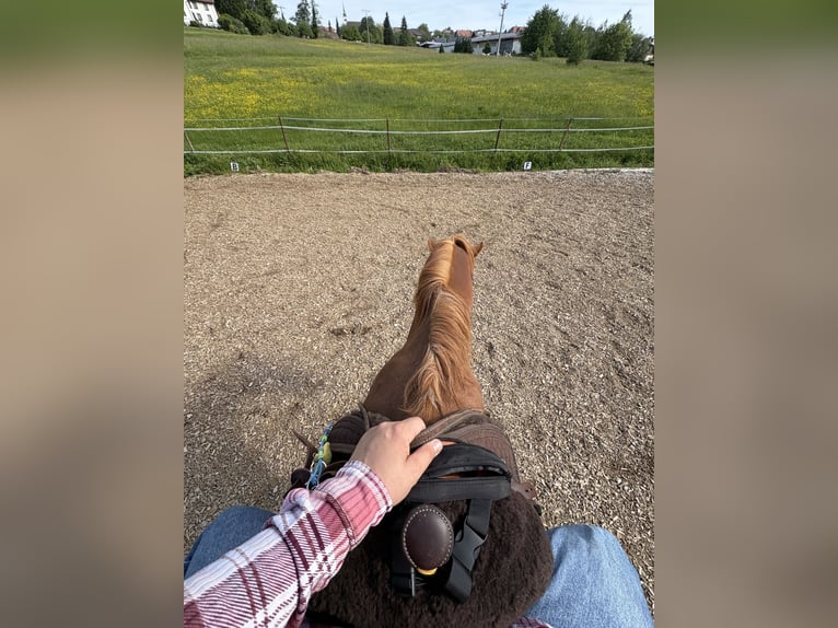 Bayerisches Warmblut Wallach 15 Jahre 170 cm Fuchs in Rickenbach