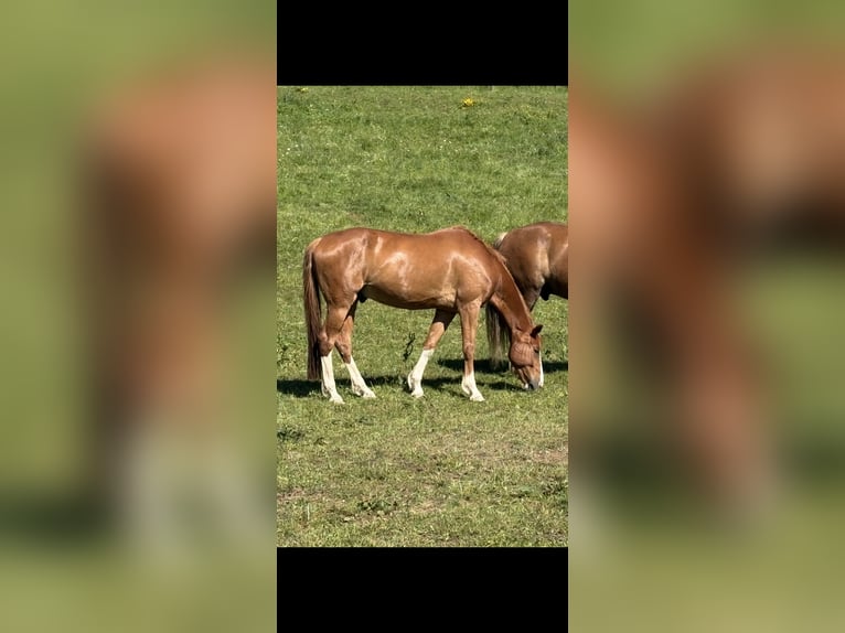Bayerisches Warmblut Wallach 15 Jahre 170 cm Fuchs in Rickenbach