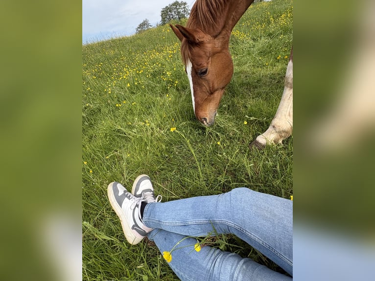 Bayerisches Warmblut Wallach 15 Jahre 170 cm Fuchs in Rickenbach