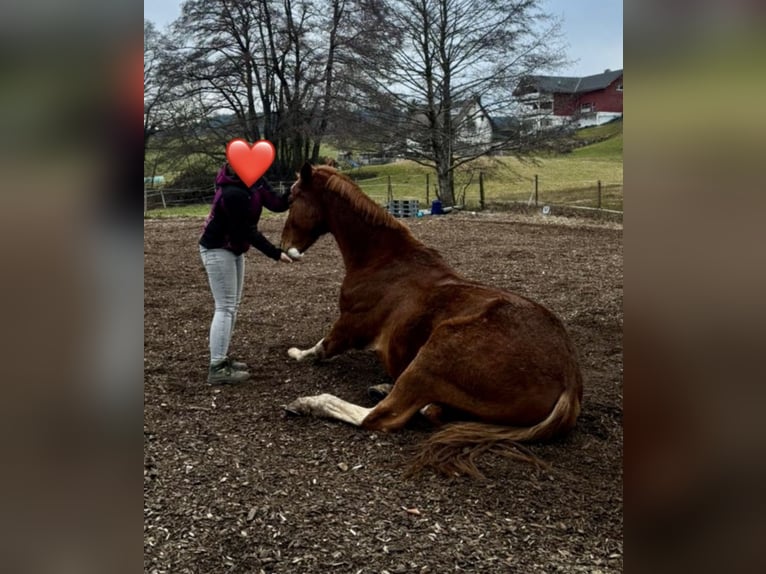 Bayerisches Warmblut Wallach 15 Jahre 170 cm Fuchs in Rickenbach