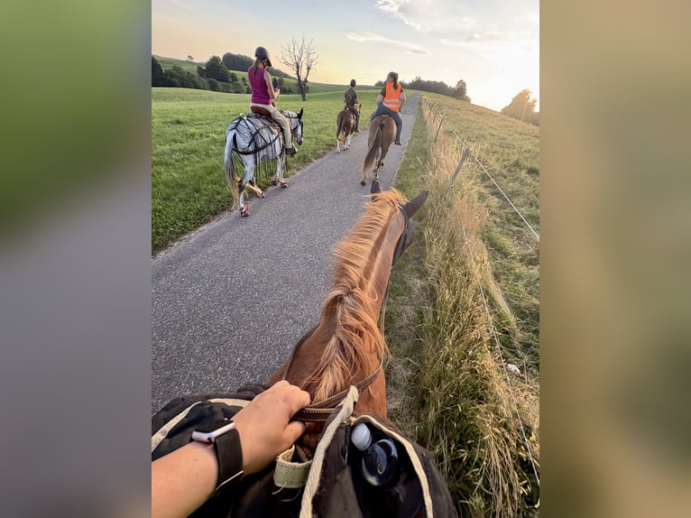 Bayerisches Warmblut Wallach 15 Jahre 170 cm Fuchs in Rickenbach