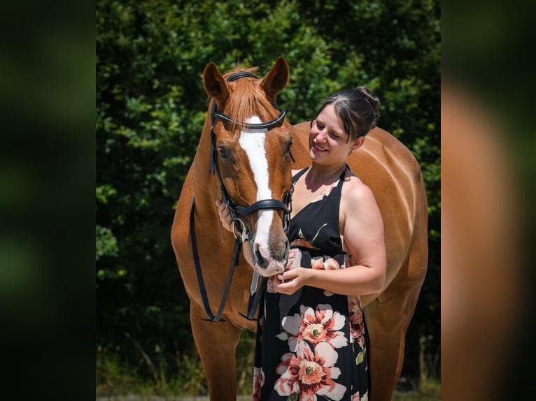 Bayerisches Warmblut Wallach 15 Jahre 170 cm Fuchs in Rickenbach