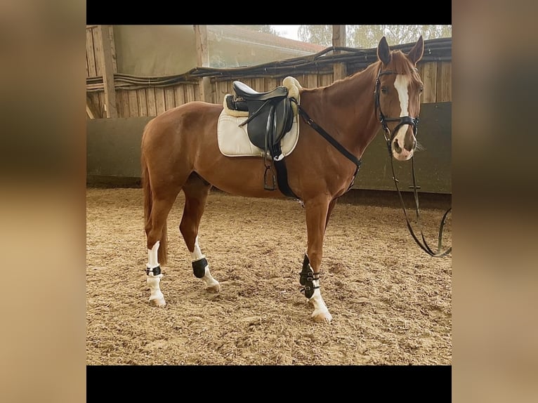 Bayerisches Warmblut Wallach 15 Jahre 170 cm Fuchs in Rickenbach
