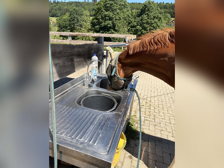 Bayerisches Warmblut Wallach 15 Jahre 170 cm Fuchs in Rickenbach