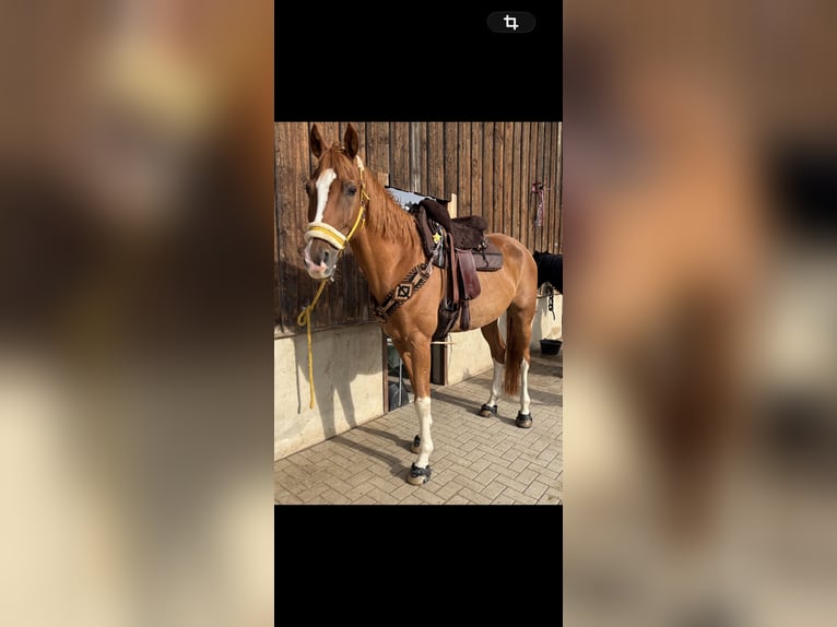 Bayerisches Warmblut Wallach 15 Jahre 170 cm Fuchs in Rickenbach