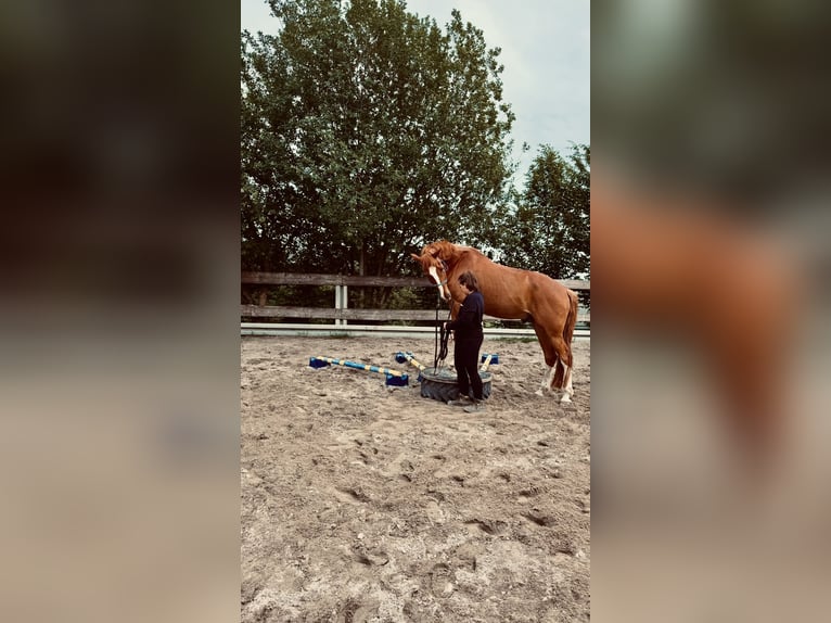 Bayerisches Warmblut Wallach 15 Jahre 170 cm Fuchs in Rickenbach