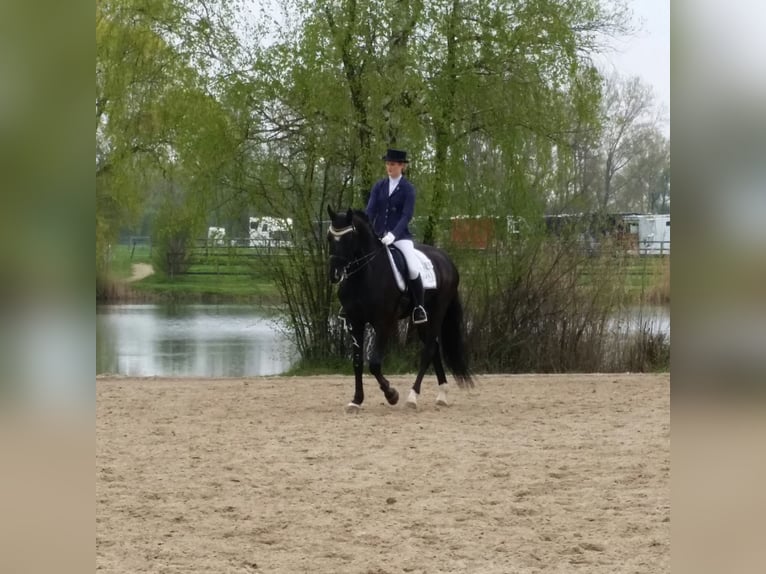 Bayerisches Warmblut Wallach 15 Jahre 172 cm Rappe in Taufkirchen