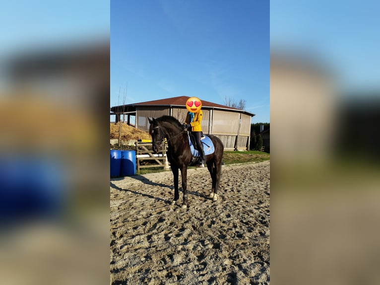 Bayerisches Warmblut Wallach 15 Jahre 172 cm Rappe in Taufkirchen