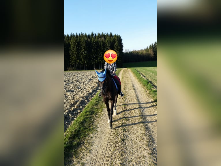 Bayerisches Warmblut Wallach 15 Jahre 172 cm Rappe in Taufkirchen