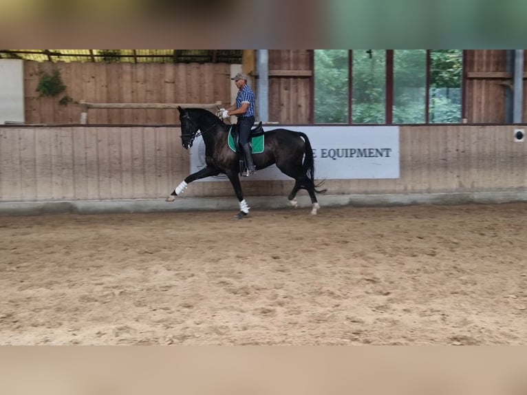 Bayerisches Warmblut Wallach 15 Jahre 172 cm Rappe in Taufkirchen