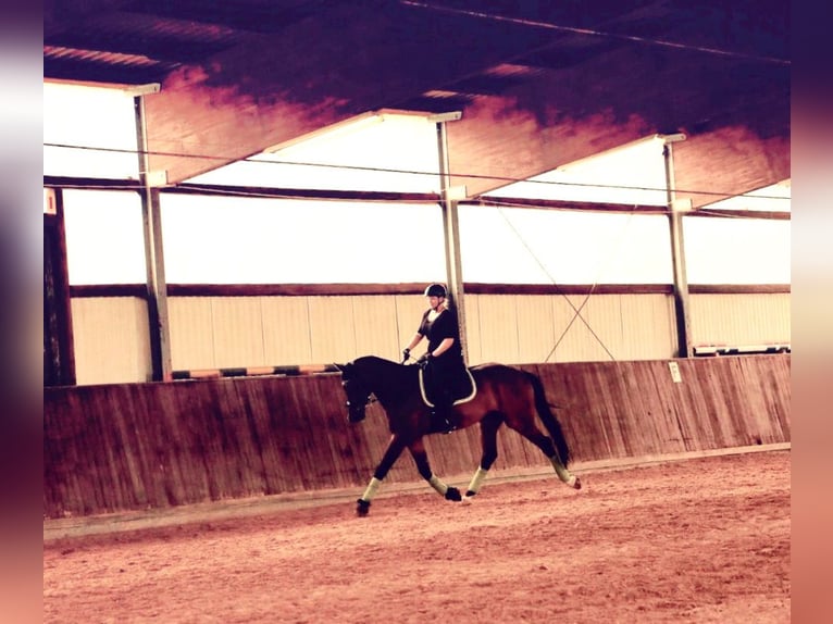Bayerisches Warmblut Wallach 15 Jahre 173 cm Brauner in Dinkelsbühl