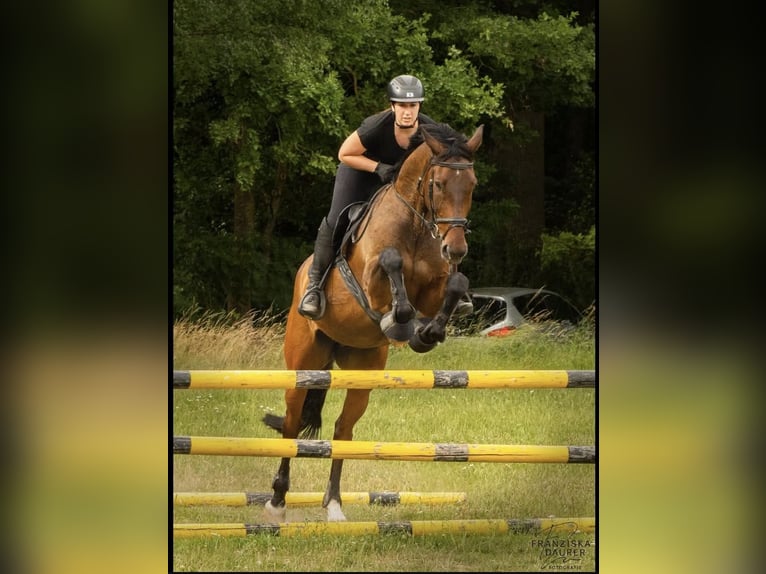 Bayerisches Warmblut Wallach 15 Jahre 173 cm Brauner in Dinkelsbühl