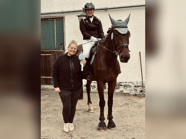 Bayerisches Warmblut Wallach 15 Jahre 173 cm Brauner in Dinkelsbühl