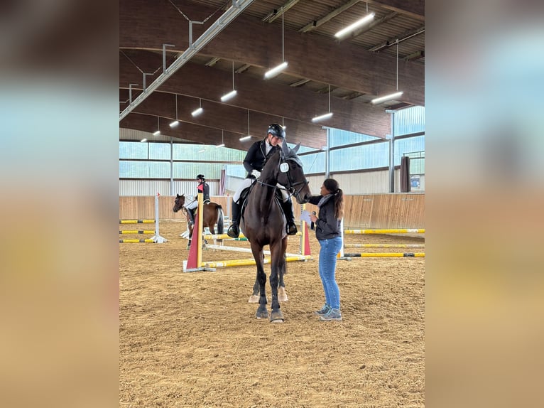 Bayerisches Warmblut Wallach 15 Jahre 173 cm Brauner in Dinkelsbühl