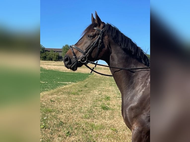 Bayerisches Warmblut Wallach 15 Jahre 174 cm Dunkelbrauner in Drackenstein