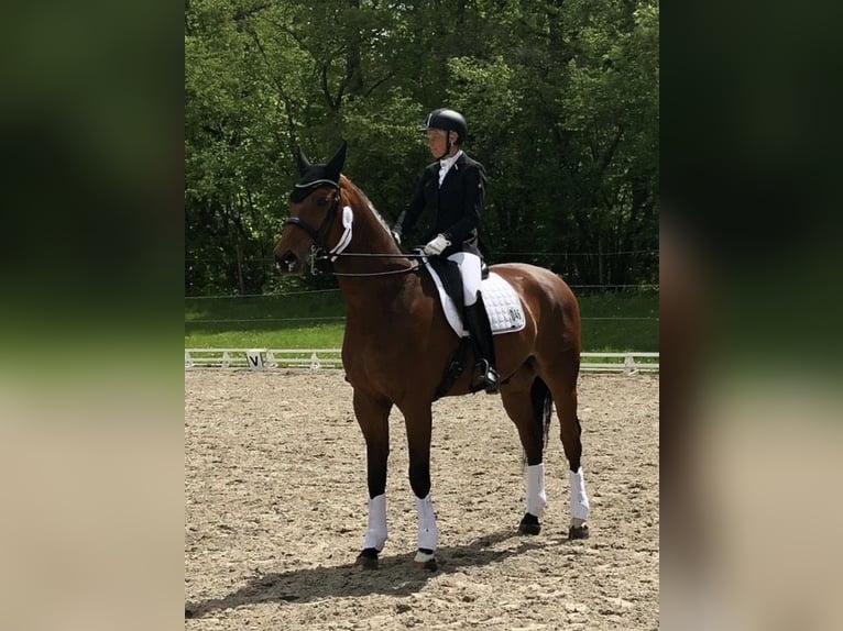 Bayerisches Warmblut Wallach 15 Jahre 178 cm Brauner in Sonnefeld