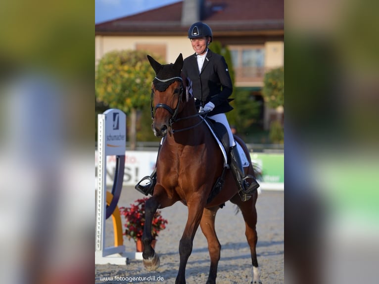 Bayerisches Warmblut Wallach 15 Jahre 178 cm Brauner in Sonnefeld