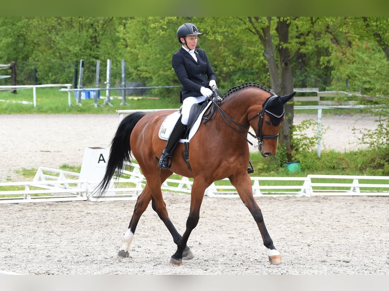 Bayerisches Warmblut Wallach 15 Jahre 178 cm Brauner in Sonnefeld