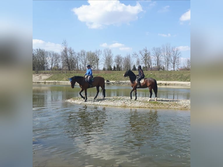 Bayerisches Warmblut Wallach 15 Jahre 180 cm Brauner in Dingolfing