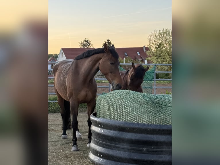 Bayerisches Warmblut Wallach 16 Jahre 165 cm Brauner in Eppingen