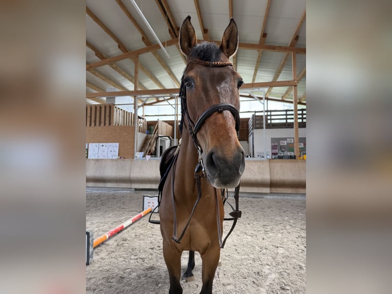 Bayerisches Warmblut Wallach 16 Jahre 165 cm Brauner in Eppingen