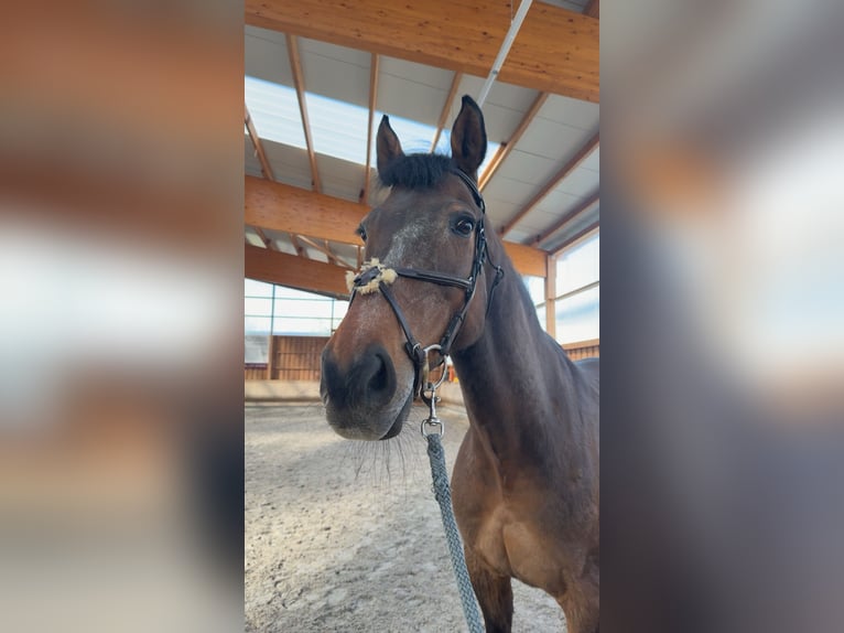 Bayerisches Warmblut Wallach 16 Jahre 165 cm Brauner in Eppingen