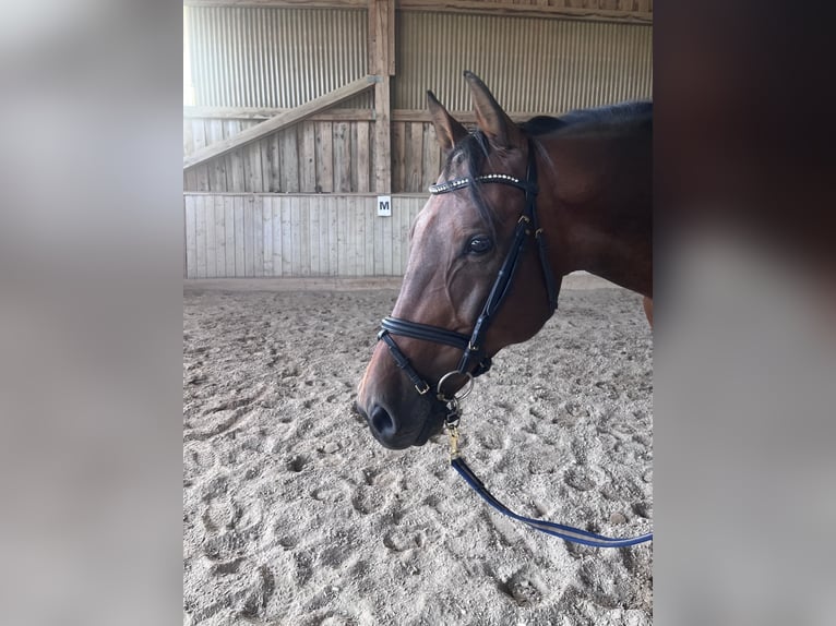 Bayerisches Warmblut Wallach 16 Jahre 165 cm Brauner in Wegscheid