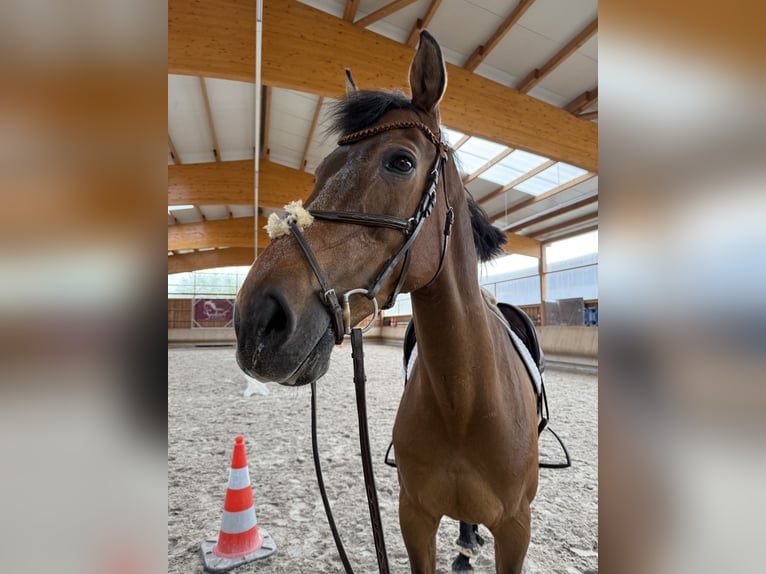 Bayerisches Warmblut Wallach 16 Jahre 169 cm Brauner in Eppingen