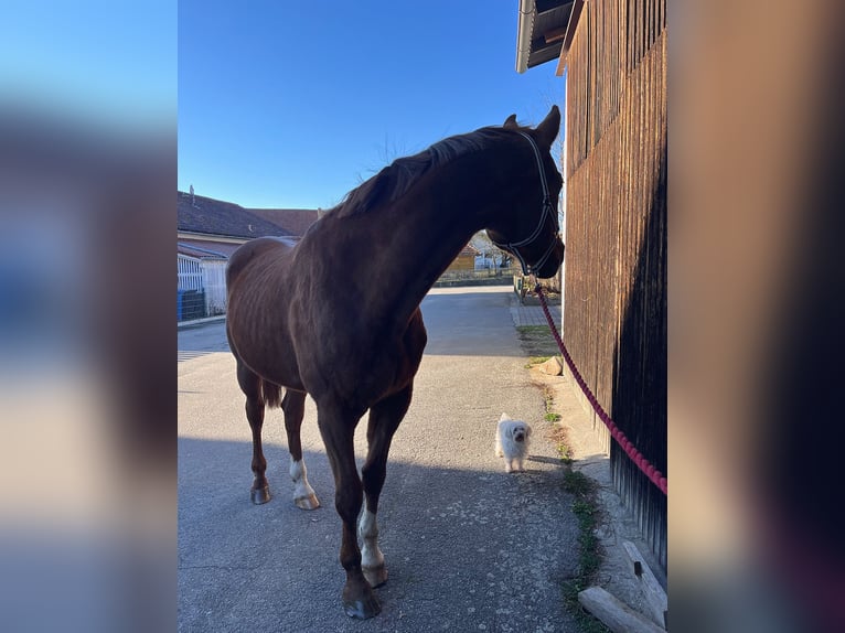 Bayerisches Warmblut Wallach 16 Jahre 170 cm Dunkelfuchs in Walchsing