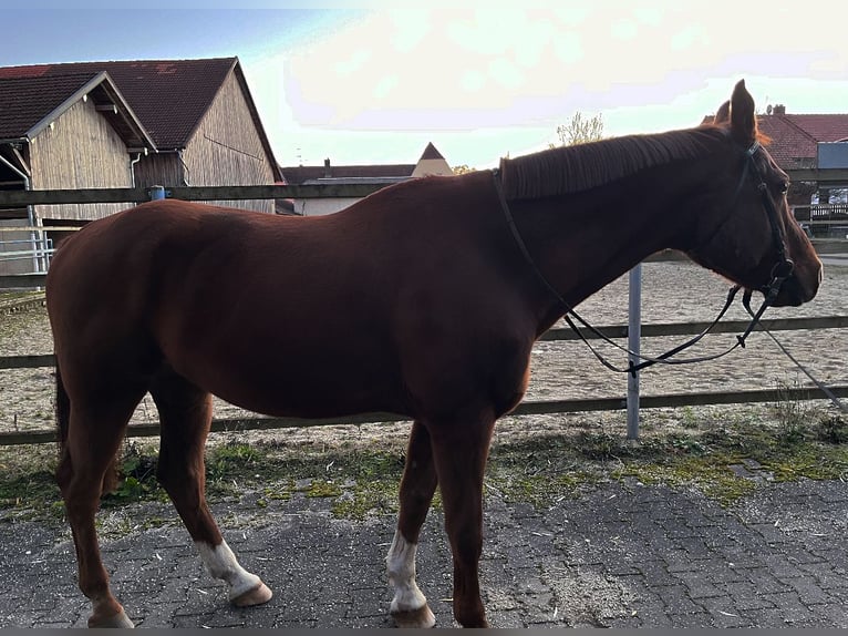 Bayerisches Warmblut Wallach 16 Jahre 170 cm Dunkelfuchs in Walchsing