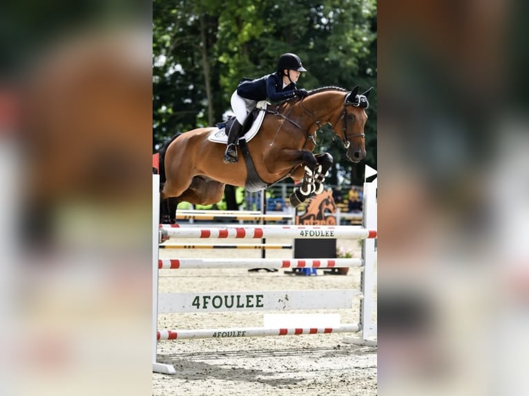Bayerisches Warmblut Wallach 16 Jahre 178 cm Rotbrauner in Warszawa