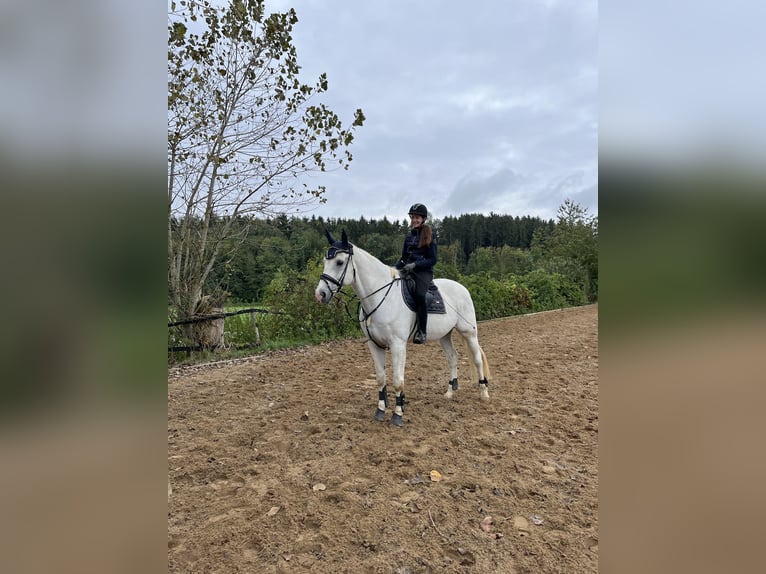 Bayerisches Warmblut Wallach 16 Jahre 180 cm Schimmel in FrontenhausenFrontenhausen