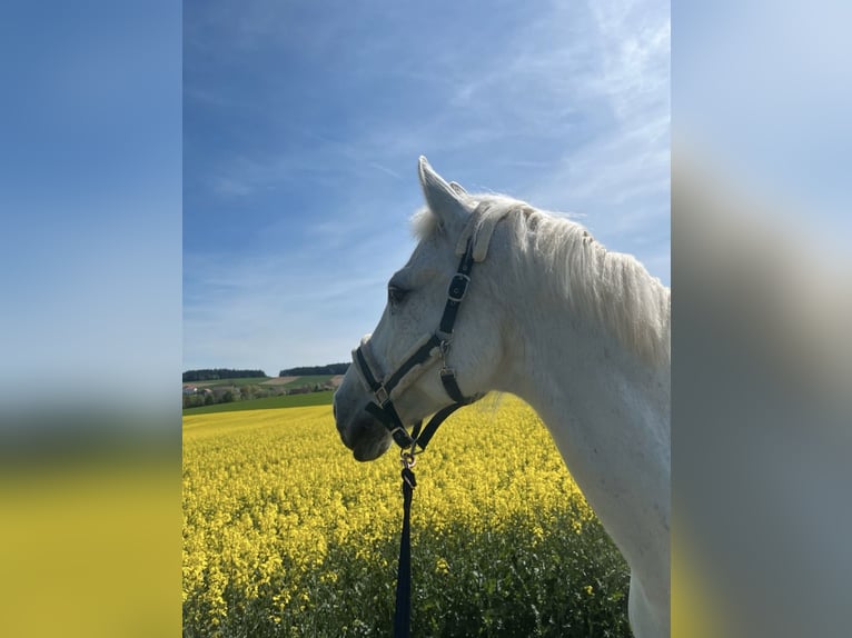 Bayerisches Warmblut Wallach 16 Jahre 180 cm Schimmel in FrontenhausenFrontenhausen