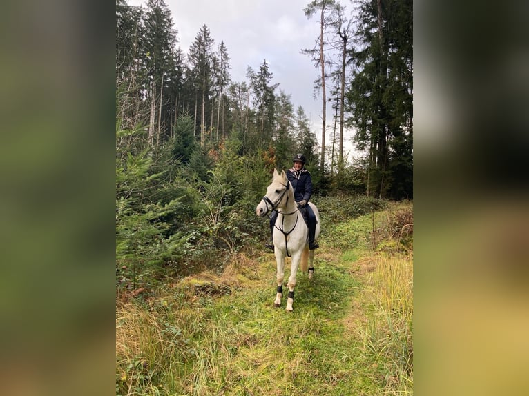 Bayerisches Warmblut Wallach 16 Jahre 180 cm Schimmel in FrontenhausenFrontenhausen